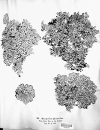 Hypogymnia physodes image